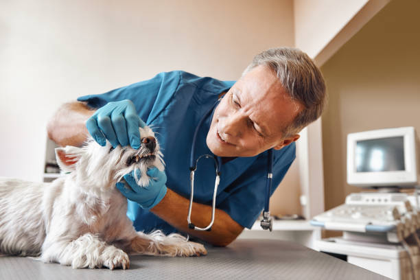 Best Emergency Root Canal Treatment in Stanaford, WV